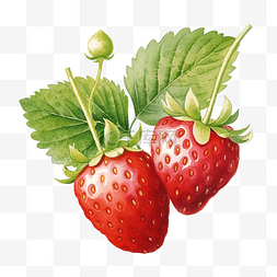草莓绿叶插画彩画