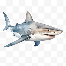 水族馆鲨鱼图片_水彩鲨鱼剪贴画