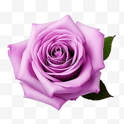 浪漫的礼物图片_美麗的紫玫瑰花