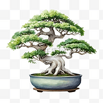 盆景树盆栽植物水彩绘画插图孤立收藏日本古树精神禅宗