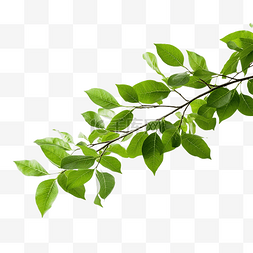 抽象的树枝图片_没有背景的树枝上的绿叶
