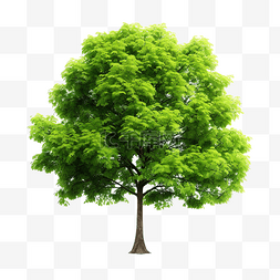 菩提葉图片_孤立的綠樹