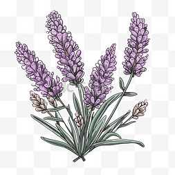 卡通手绘紫色的花图片_薰衣草剪贴画薰衣草花的美丽插图