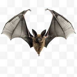 古龙香水背景图片_德古拉伯爵吸血鬼的蝙蝠