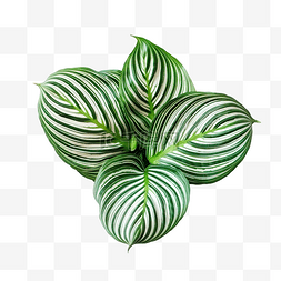 喜子图片_叶 Calathea Ornata 针条纹背景白色隔