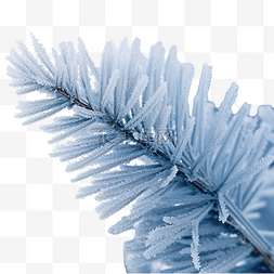 绿树枝条图片_蓝色圣诞树磨砂第一霜选定的焦点