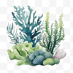 海椒插画图片_海藻水下海洋植物海珊瑚元素水彩