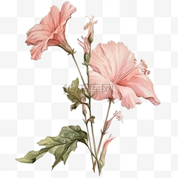 水彩的粉红色芙蓉花蕾侧视图