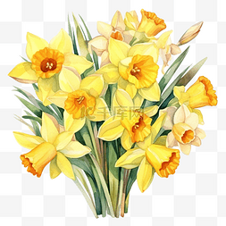 黄色花瓣背景图片_一束鲜花黄色水仙水彩插图