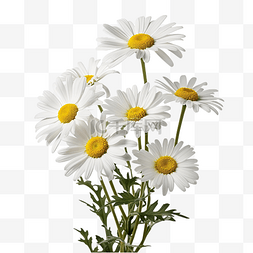 白色雏菊背景图片_普通雏菊植物