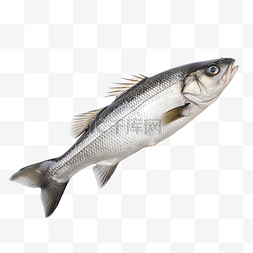 生鲈鱼新鲜鲈鱼鱼隔离在白色背景