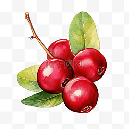 水果葉子图片_蔓越莓水果水彩插图