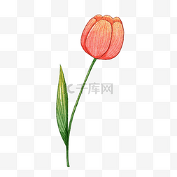 花卉植物图片_一支红色郁金香