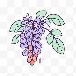 带叶子的紫色紫藤藤