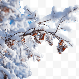 冰树枝图片_冬天阳光明媚的日子里，圣诞树枝