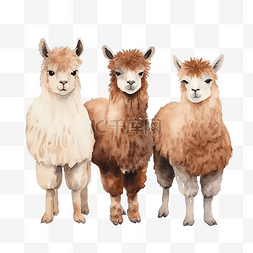 棕色羊驼水彩农场动物