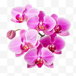 用剪切路径隔离的粉红色蝴蝶兰花