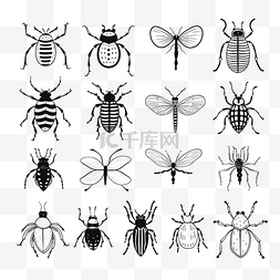 昆虫素描图片_昆虫