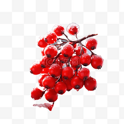 红色冬青浆果和圣诞树与节日散焦