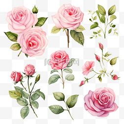浪漫花朵装饰图片_复古玫瑰的集合与分支彩色水彩粉