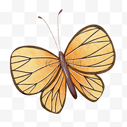 黄色卡通小翅膀图片_黄色可爱昆虫蝴蝶