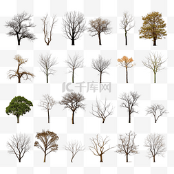干旱树图片_收集没有叶子的树隔离png文件
