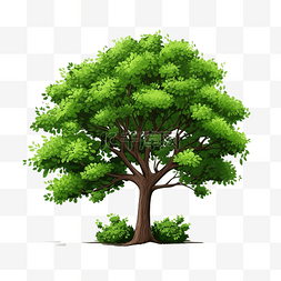 装饰盆栽树图片_孤立的热带树和装饰用灌木