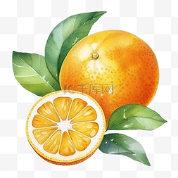 橙色水果水彩
