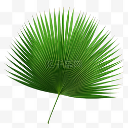 棕榈叶装饰图片_热带自然绿色扇形棕榈叶PNG文件