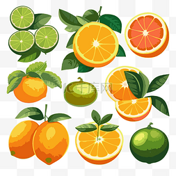 柑橘剪贴画集各种橙子和酸橙卡通