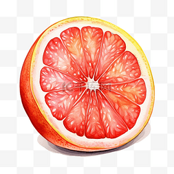 柚子水彩插图