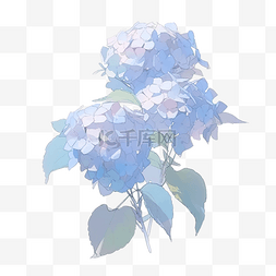 蓝色绣球花插画