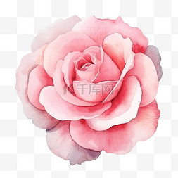 白色的水彩花图片_粉红色软玫瑰水彩花