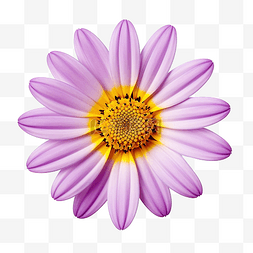 落下的花瓣图片_紫色花瓣和黄色中心的花