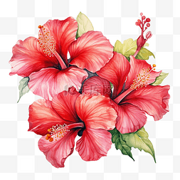 夏威夷海图片_水彩的红芙蓉花盛开的前视图