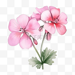 水彩粉红色天竺葵花