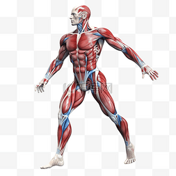 男人力量图片_肌肉发达的身体png插图