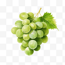 可爱水果葡萄图片_水彩葡萄绿