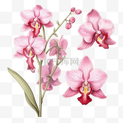 兰花植物图画