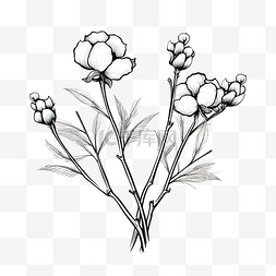黑线艺术植物质朴棉铃的棉花小枝