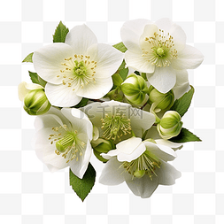 五颜六色玫瑰花图片_生长在春天花园里的铁卢花杂种