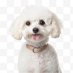 贵宾犬小狗PNG图片_白色提示贵宾犬 狗 动物