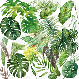 夏天夏威夷树叶图片_热带树叶水彩画