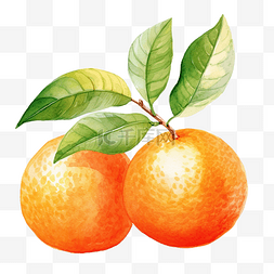 橘子剥图片_橘子水彩插图