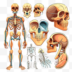 解剖剪贴画人体部位与全套骨骼卡