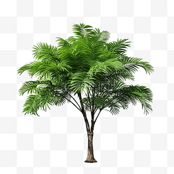 草本植物装饰图片_孤立的热带树和装饰用灌木