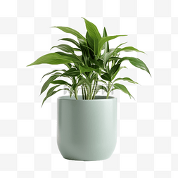 盆栽绿色高圆屋植物