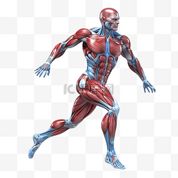 生物解剖图图片_完整人体解剖学3D渲染解剖图身体