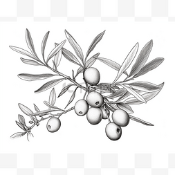 橄榄页图片_一幅插图显示了一棵长满浆果的橄