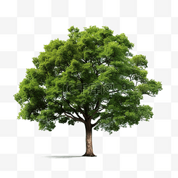 一棵绿树 PNG